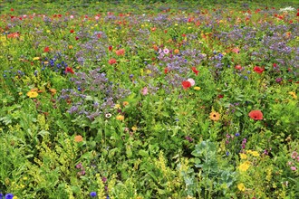 Colourful flower meadow, Germerode, Meißner, Frau-Holle-Land Geo-nature park Park, Hesse, Germany,