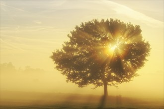 English oak (Quercus robur) in a meadow in the morning light and sunrays, Lower Rhine, North