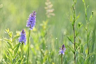 Moorland spotted orchid (Dactylorhiza maculata), flowering wild orchid, Lower Rhine, North