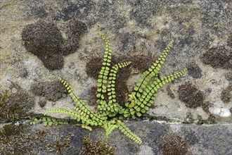 Maidenhair spleenwort (Asplenium trichomanes), North Rhine-Westphalia, Germany, Europe