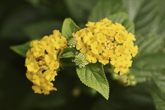 Spanish flag (Lantana camara) flowering, native to Central and South America, ornamental plant,