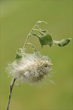 Goat willow (Salix caprea), fruits, North Rhine-Westphalia, Germany, Europe