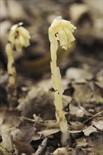 Spruce asparagus (Monotropa hypopitys, Hypopitys monotropa), North Rhine-Westphalia, Germany,