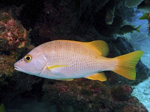 Snapper, schoolmaster snapper (Lutjanus apodus), with striking yellow tail in front of a coral reef