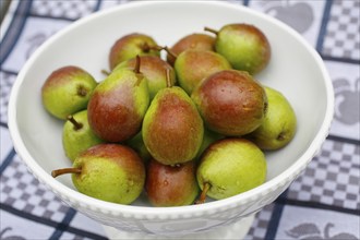 Stuttgart Gaishirtle, pear variety, fruit in fruit bowl, preparation of tart with Gaishirtle and