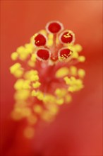 Chinese hibiscus (Hibiscus rosa-sinensis), detail of the flower, ornamental plant, North