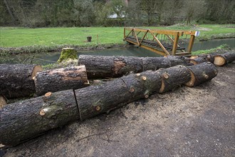 Partially cut spruce trunk (Picea), at the Auseß, Kuchenmühle, Upper Franconia, Bavaria, Germany,