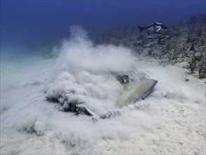 American stingray (Hypanus americanus) searches for food in the sand. Dive site Breakers, Palm