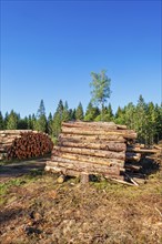 Timber logs by a logging road in a woodland at summer