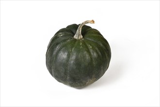 'Black Kat F1' acorn squash with dark green skin on white background