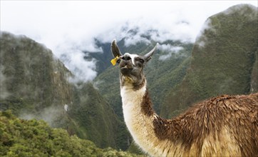 Llama (Llama glama) on the cloudy mountains of the Inca ruins of Machu Picchu, Cusco region, Peru,