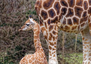 Rothschild's giraffe (Giraffa camelopardalis rothschildi), young animal with mother, captive,