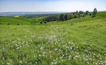 Meadow with fruit clusters of common dandelion (Taraxacum officinale), dandelions, Thuringia,