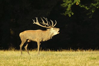 Red deer (Cervus elaphus), stag roaring during the rut at sunset at the edge of the forest,