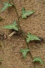 Common ivy (Hedera helix) on a tree trunk, Bavaria