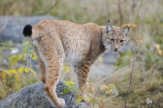 Eurasian lynx (Lynx lynx) on a rock in autumn forest, Bavarian Forest National Park