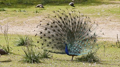 A peafowl (pavo) in a meadow with wide open tail feathers, surrounded by other birds and plants,