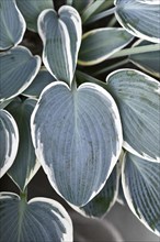 Leaf of Asian Hosta plant with green and with white color