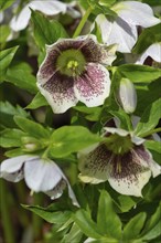 Oriental hellebore (Helleborus orientalis), Bavaria, Germany, Europe