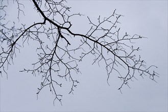 Bare branches, autumn, Germany, Europe