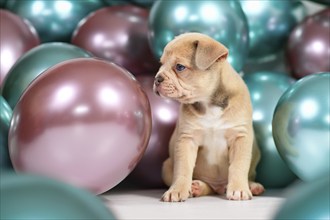 Cute 6 weeks old healthy cream colored French Bulldog dog puppy with colorful balloons in