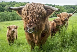 Highland cattle, Highland Cattle or Kyloe (Bos primigenius f. taurus), bull, shaggy coat covers