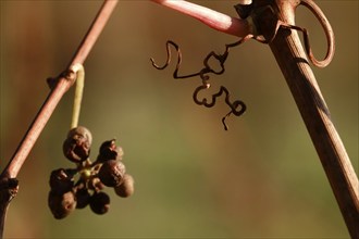 Grapes on the vine, November, Germany, Europe