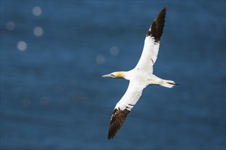 Northern Gannet, Morus bassanus, bird in flight over sea, Bempton Cliffs, North Yorkshire, England,