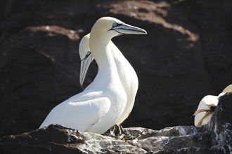 Two gannets resting on rocks, surrounded by nature, in a tranquil and sunny setting, Bass Rock,