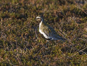 Eurasian golden plover (Pluvialis apricaria) adult male, alert in tundra breeding ground, May,