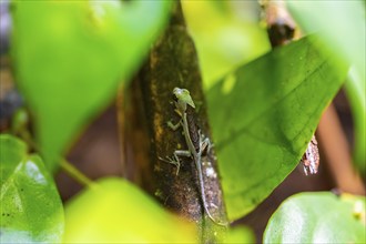 Fringed lizard or Anoli, Tortuguero National Park, Costa Rica, Central America