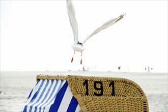 Beach chair and seagull, Amrum, North Frisian Islands, Schleswig-Holstein, Germany, Europe