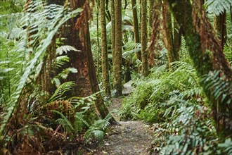 Nature landscape of a hiking way through the forest in the Great Otway National Park in spring,