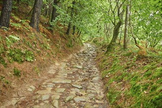 Walking path going through the forest from Donostia San Sebastian to Orio at the Camino del Norte,