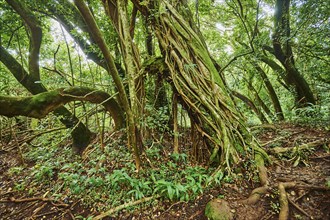 Landscape of Rainforest at the Lulumahu trail to the Lulumahu falls, Honolulu Watershed Forest