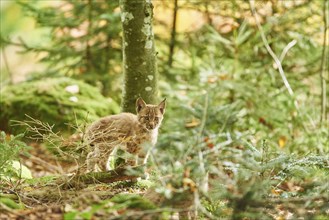 Young Eurasian lynx (Lynx lynx) in a forest, captive, Bavarian Forest Nationalpark, Bavaria,