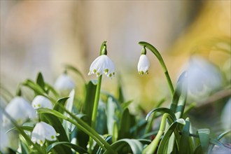 Spring snowflake (Leucojum vernum), blossom in a forest, Upper Palatinate, Bavaria, Germany, Europe