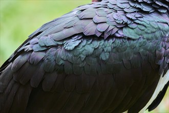 Black stork (Ciconia nigra), feathers, detail, Bavaria, Germany, Europe