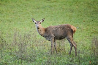 Red deer (Cervus elaphus) hind standing on a meadow, Bavaria, Germany, Europe