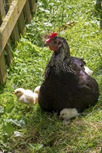 Chicken with chicks, Eime, Leinebergland, Lower Saxony, Germany, Europe