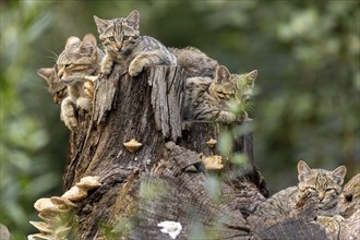 Group of cats on a tree trunk, a cat looks curiously into the nature of the forest, wildcat (Felis