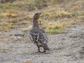 Western capercaillie (Tetrao urogallus) female on roadside, May, Finnish Lapland