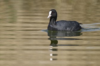 Eurasian Coot (Fulica atra), swimming on a pond, Thuringia, Germany, Europe