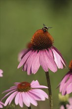 Purple coneflower (Echinacea purpurea) with bee