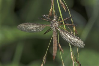 Close-up of a meadow snake (Tipula paludosa) covered with dewdrops and hanging on a plant, Baden-