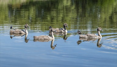 Mute swan (Cygnus olor), young birds swimming on a pond with one leg and foot in resting position,