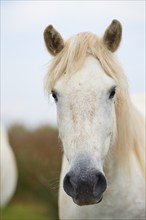 Close-up of a white Camargue horse with light-coloured mane and gentle expression, summer,