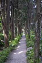 Cypress ally at Villa San Michele, the life's work at Capri of the Swedish physician and author