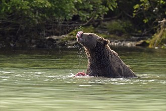 Brown bear (Ursus arctos) eating a humpback salmon, Lake Clark National Park