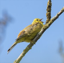 Yellowhammer (Emberiza citrinella), male singing, blue sky, Lower Saxony, Germany, Europe